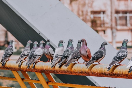 Pigeon Proofing in Mitcham 