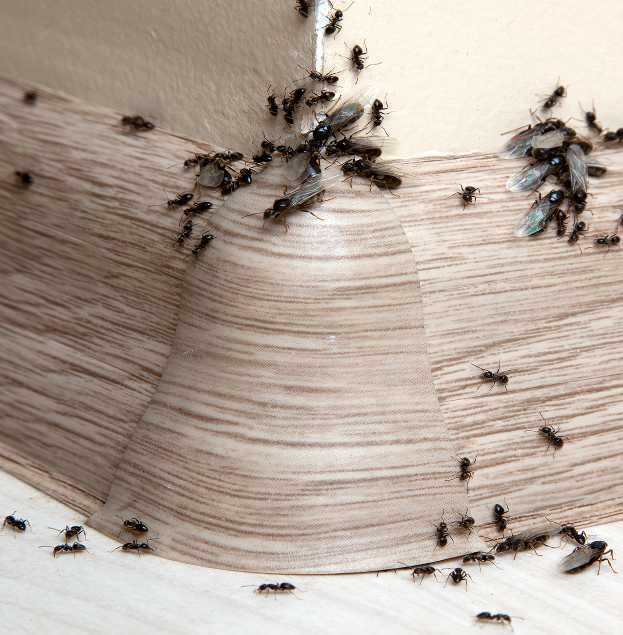 Pest Control - Ant removal & control services