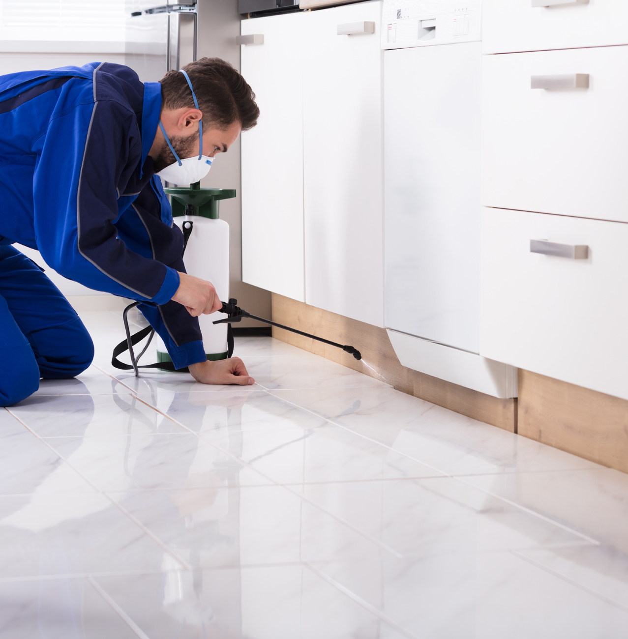 Pest Control - Bedbugs removal & control services