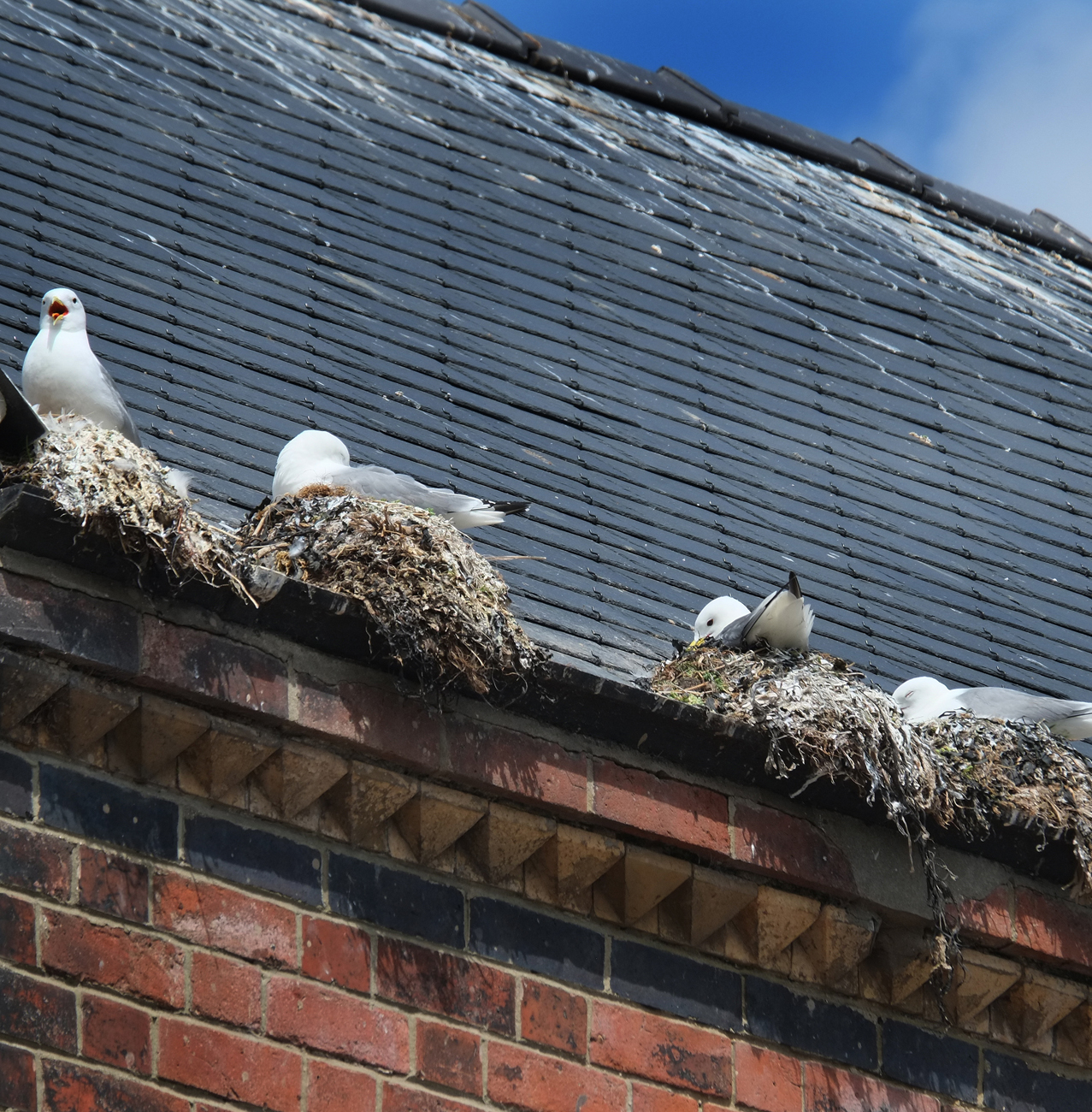 Pest Control - Bird removal & control services