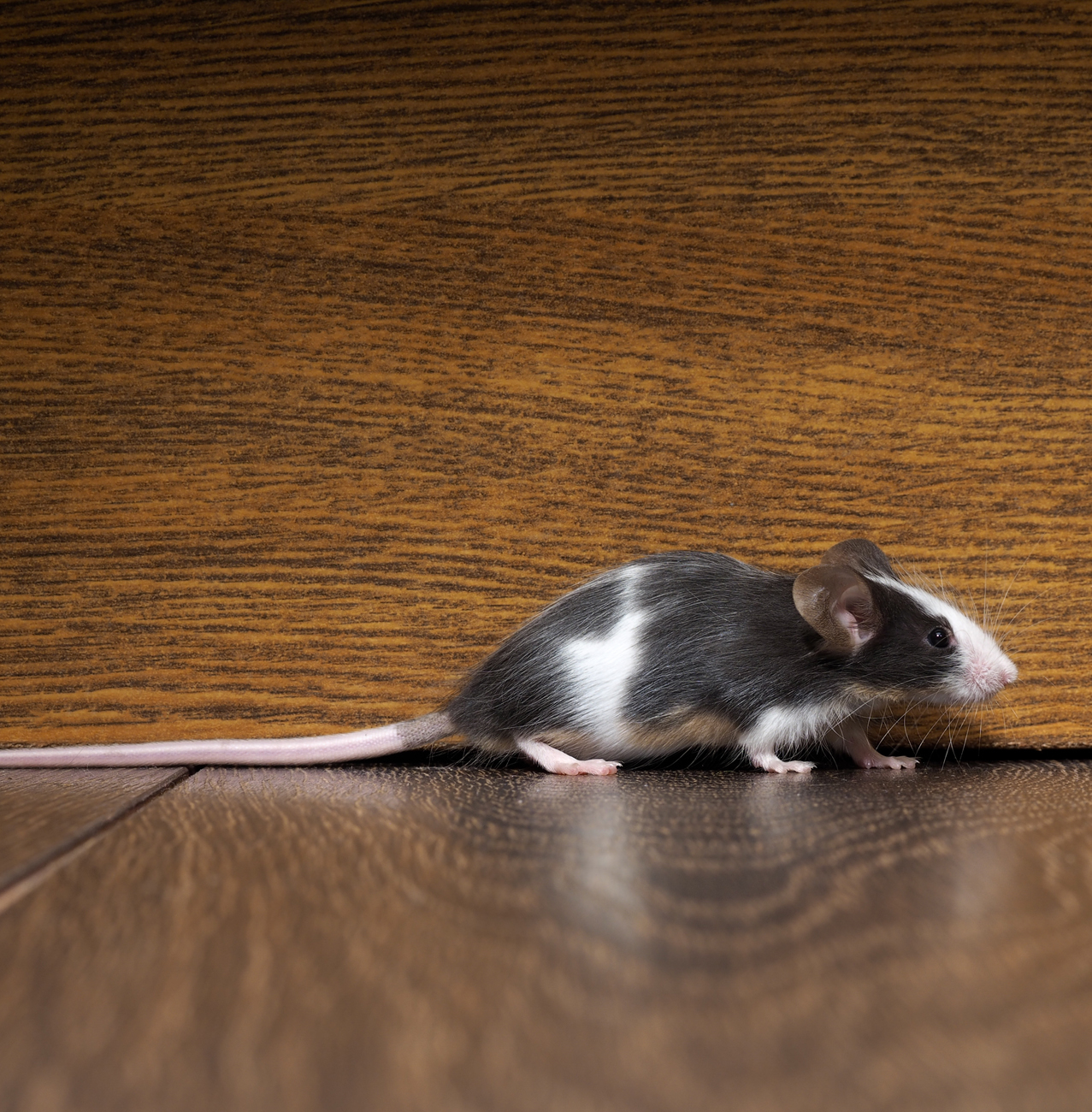 Pest Control - Mice removal & control services