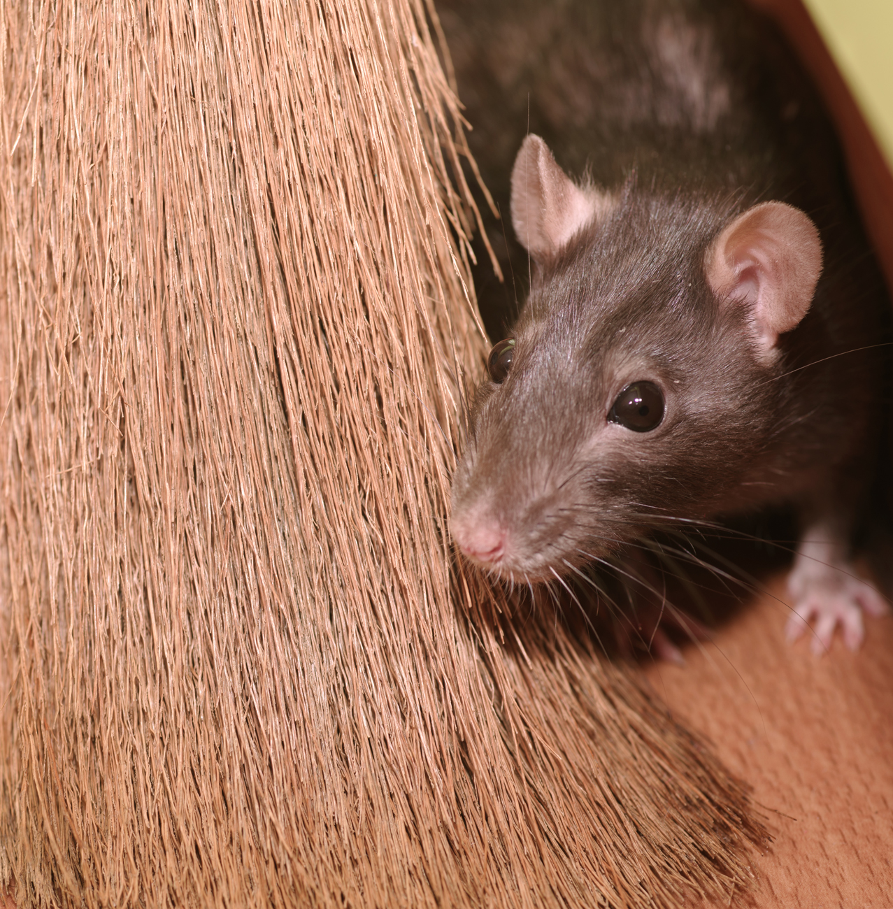 Pest Control - Rats removal & control services