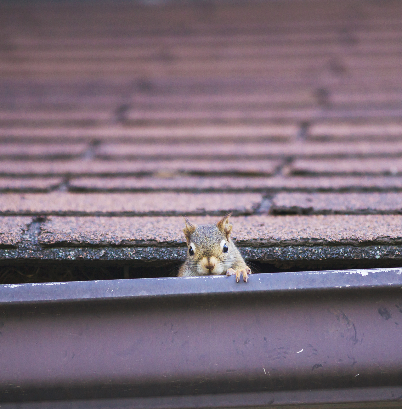 Pest Control - Squirrels removal & control services