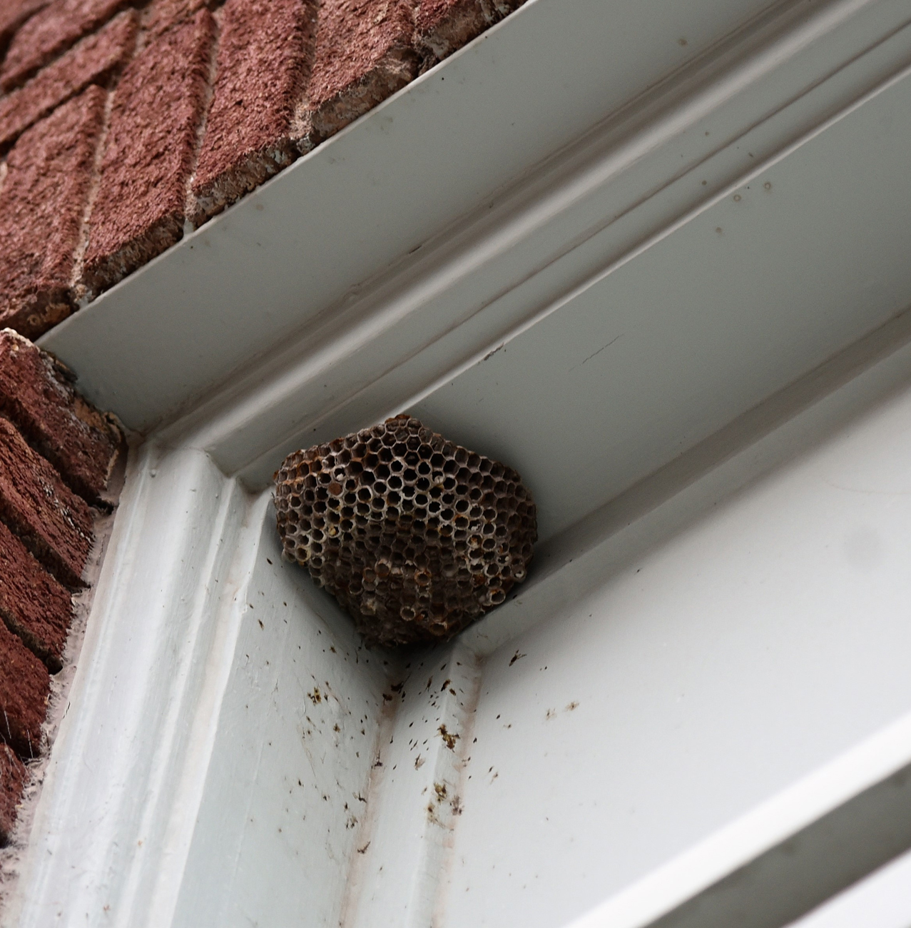 Pest Control - Wasps removal & control services