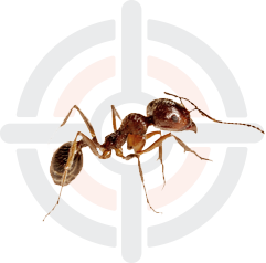 Pestokil - Pest Control