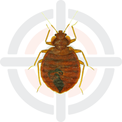 Pestokil - Pest Control