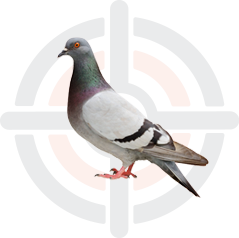 Pestokil - Pest Control