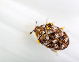 Pest Control - Carpet Beetle Removal