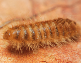 Pest Control - Carpet Beetle Extermiantion