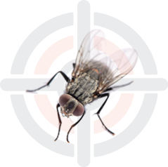 Pestokil - Pest Control