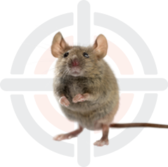Pestokil - Pest Control