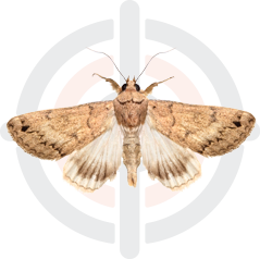 Pestokil - Pest Control