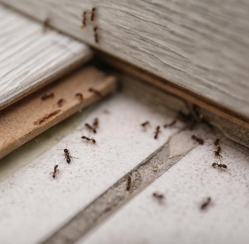 Pest Control - Ant removal & control services