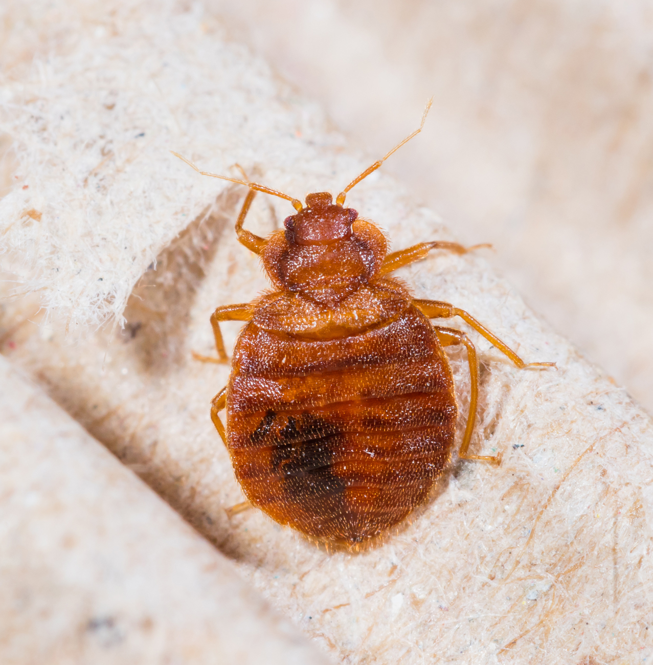 Pest Control - Bedbugs removal & control services