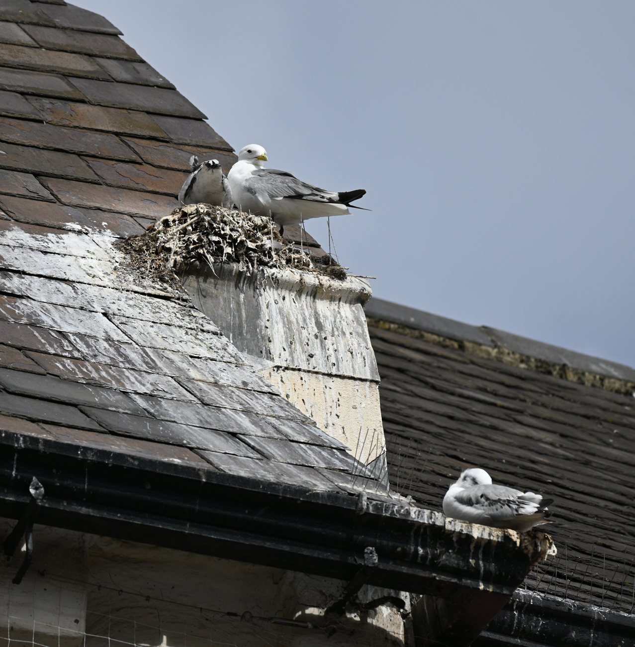 Pest Control - Bird removal & control services