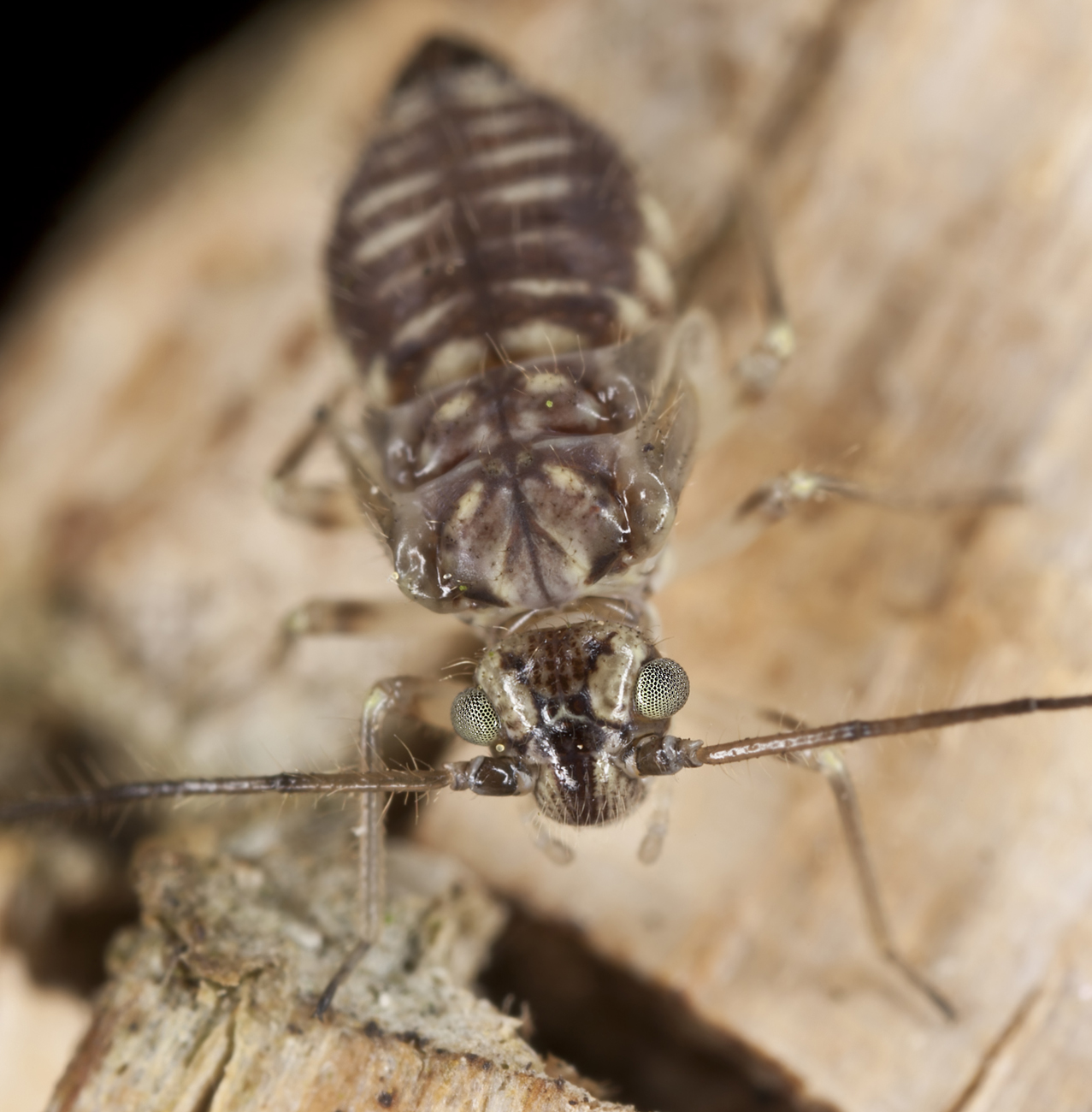 Pest Control - Booklice removal & control services
