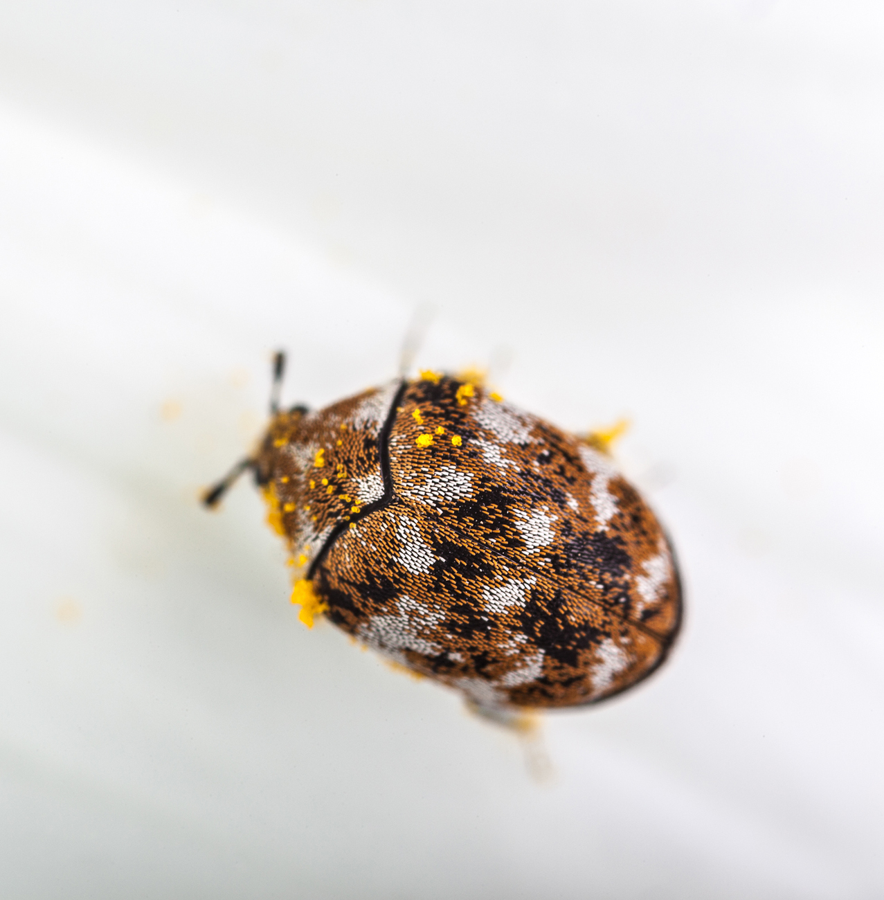 Pest Control - Ant removal & control services