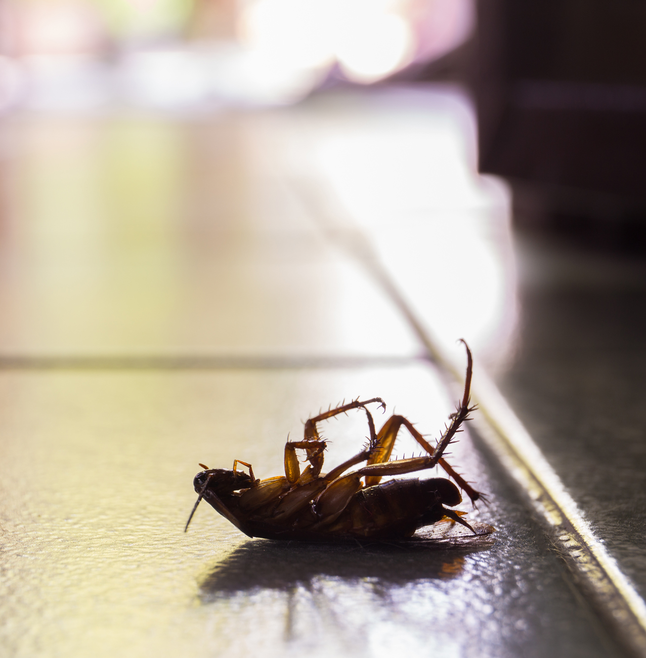 Pest Control - Cockroache removal & control services