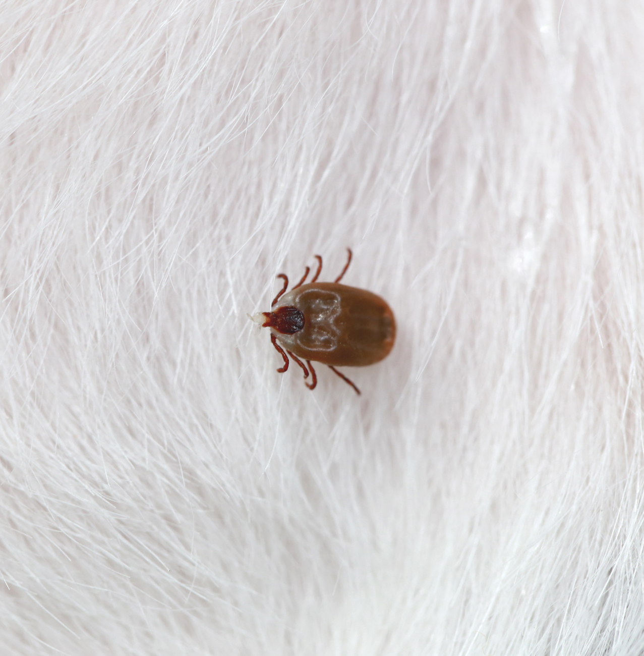 Pest Control - Fleas removal & control services
