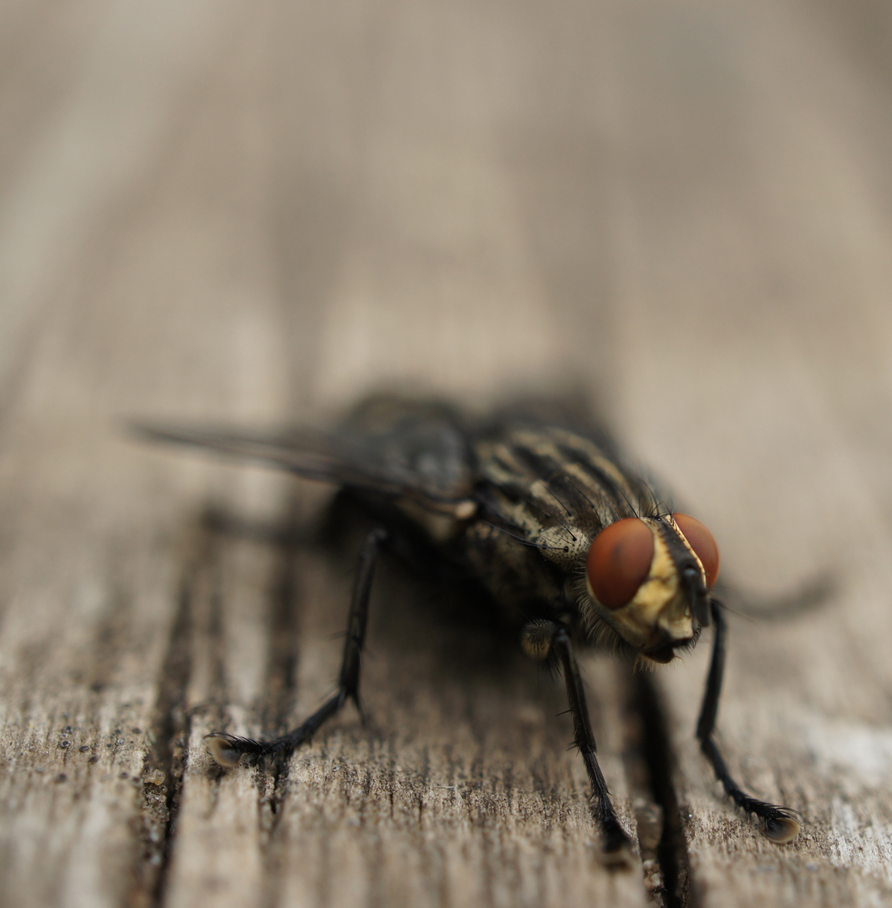 Pest Control - Flies removal & control services