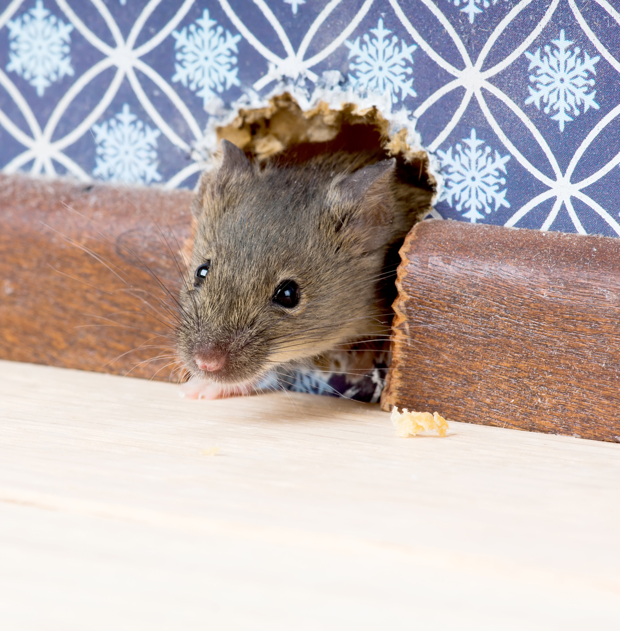 Pest Control - Mice removal & control services