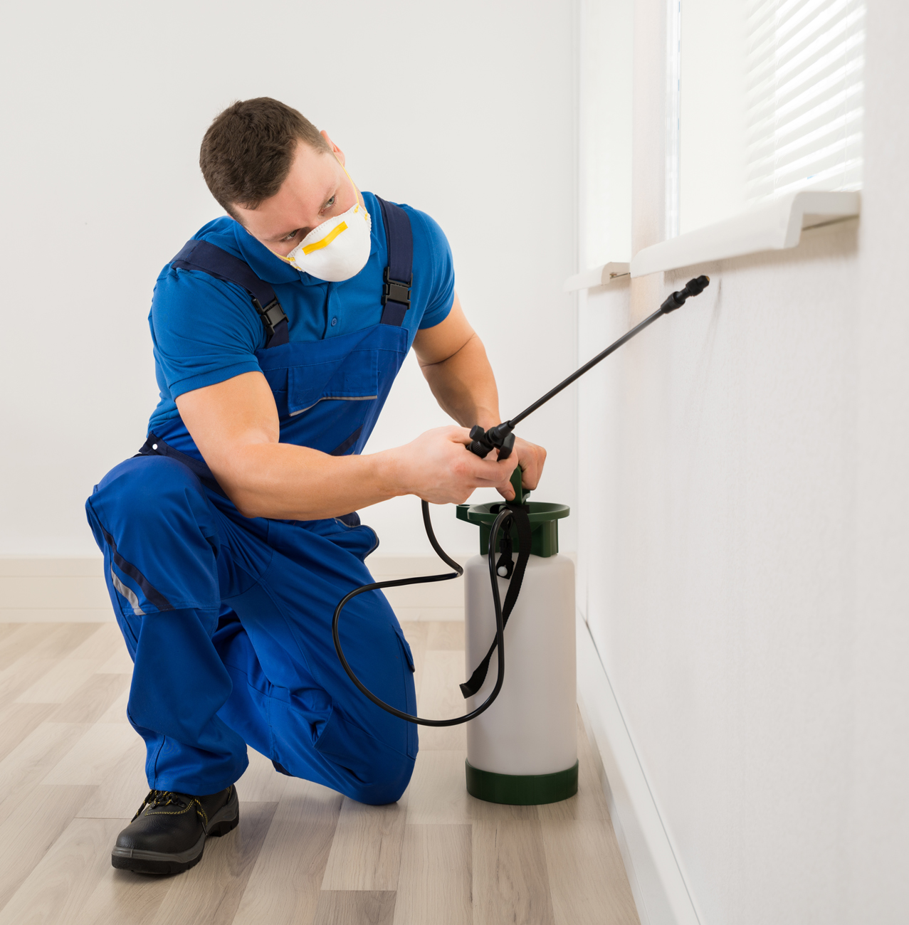 Pest Control - Moths removal & control services