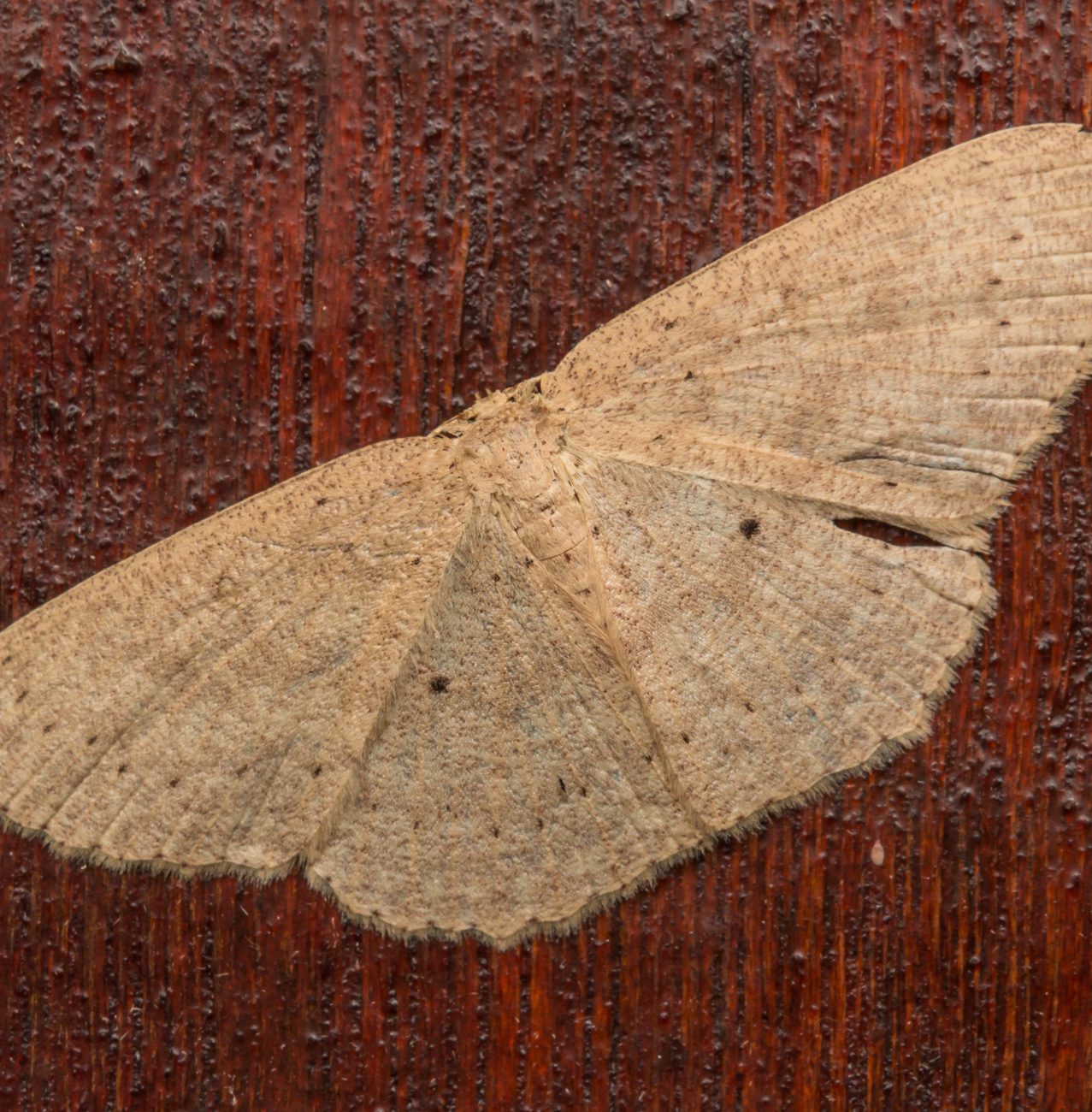 Pest Control - Moths removal & control services