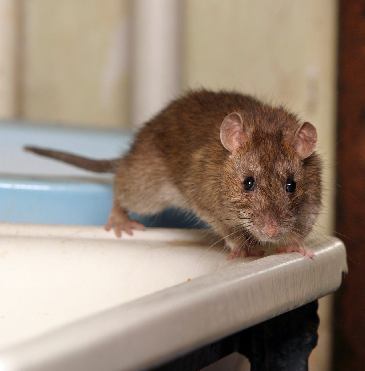 Pest Control - Rats removal & control services