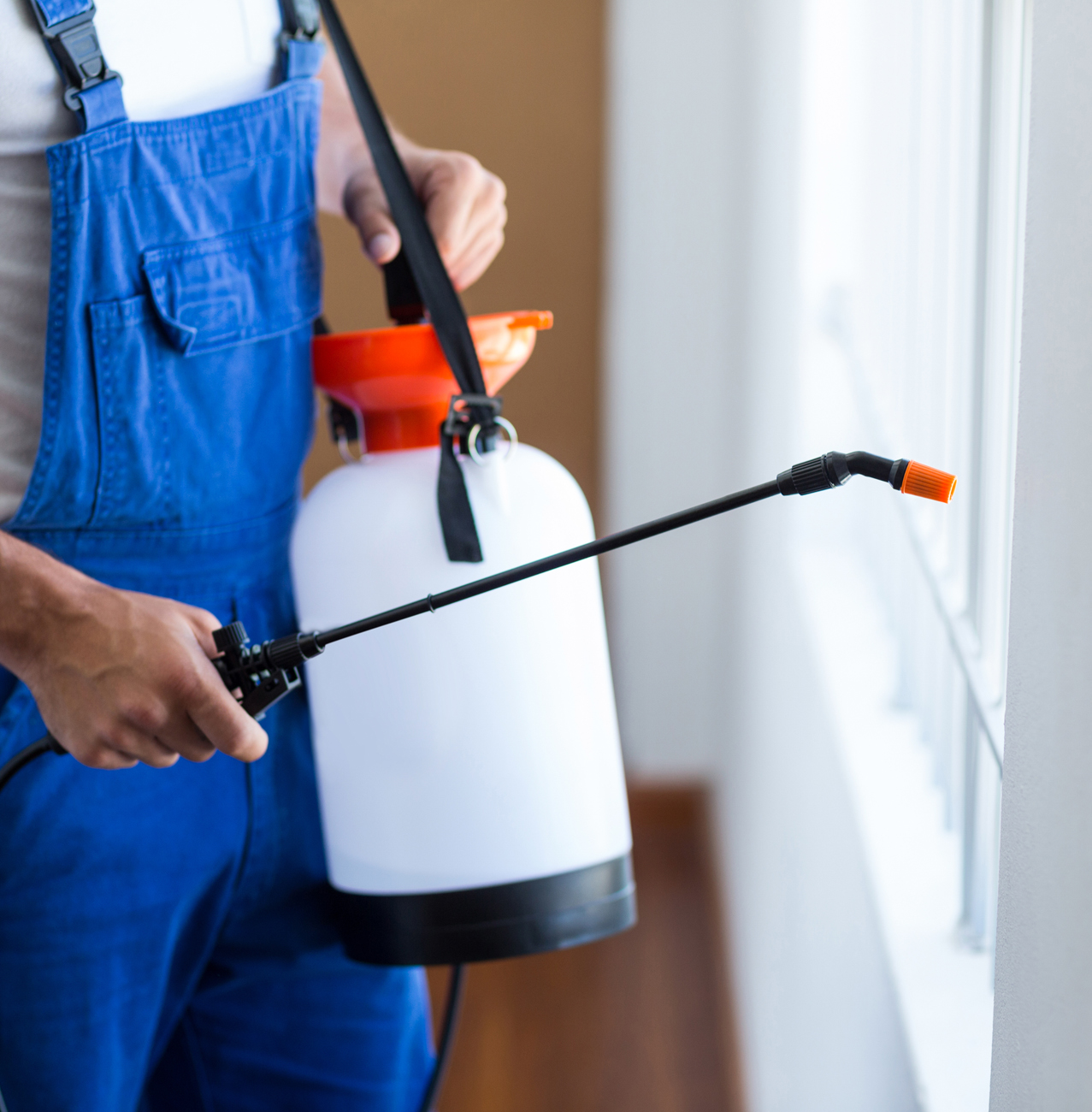 Pest Control - Silverfish removal & control services