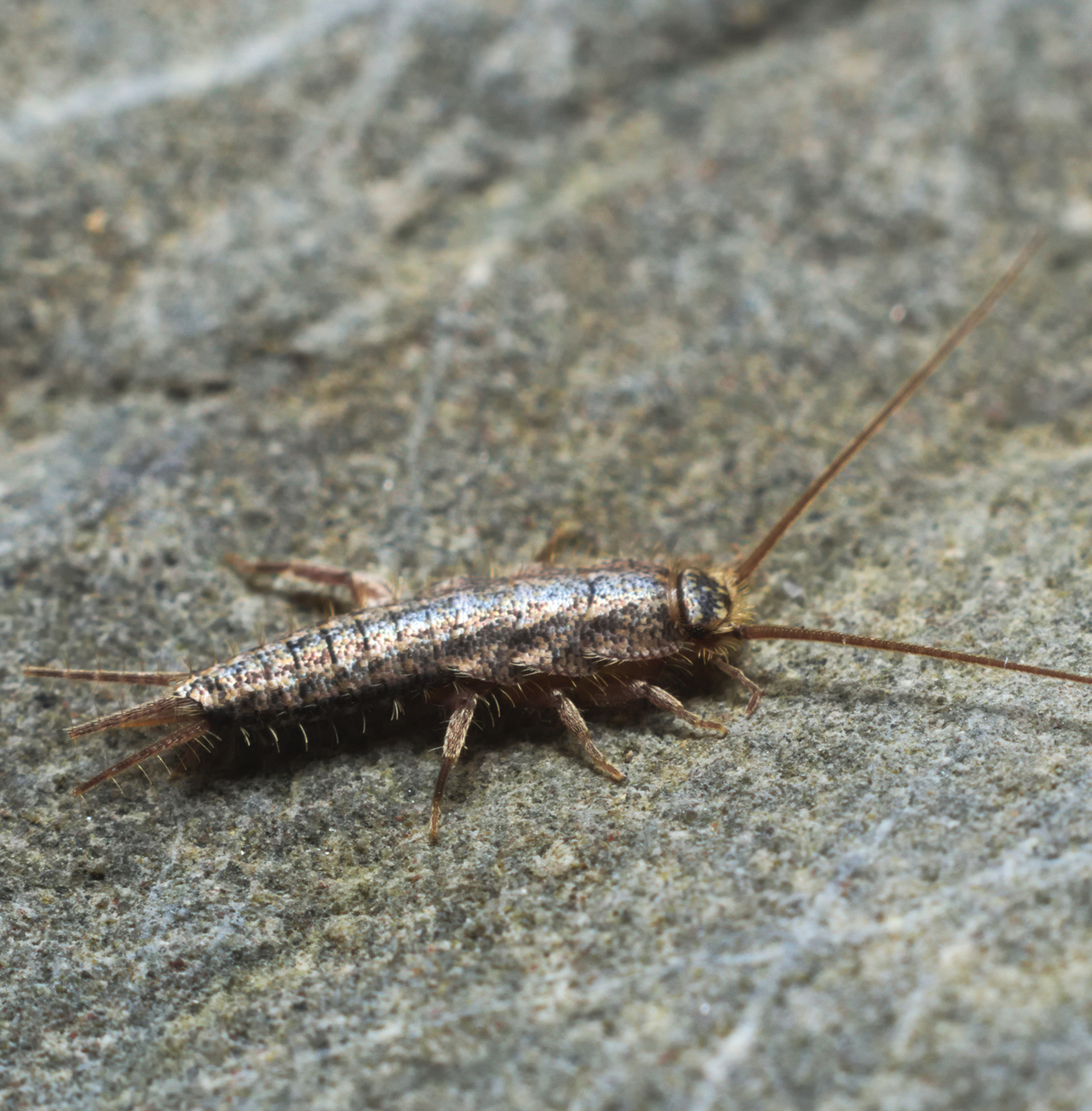 Pest Control - Silverfish removal & control services