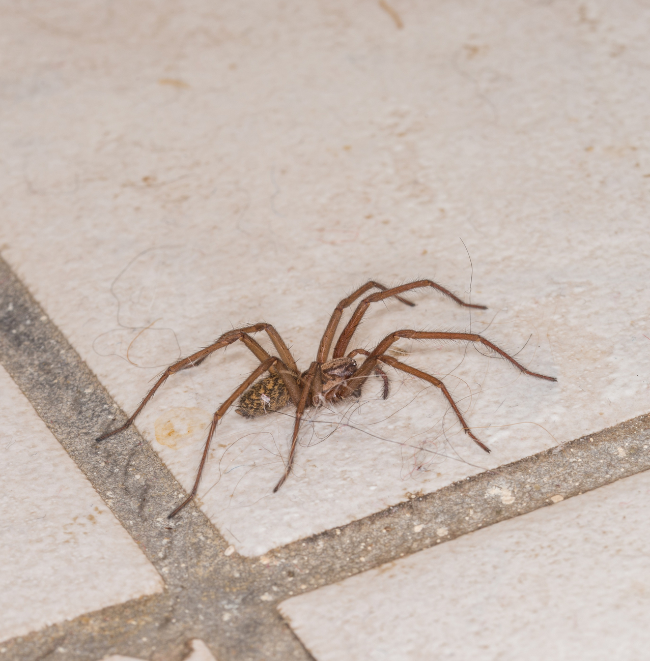 Pest Control - Spider removal & control services