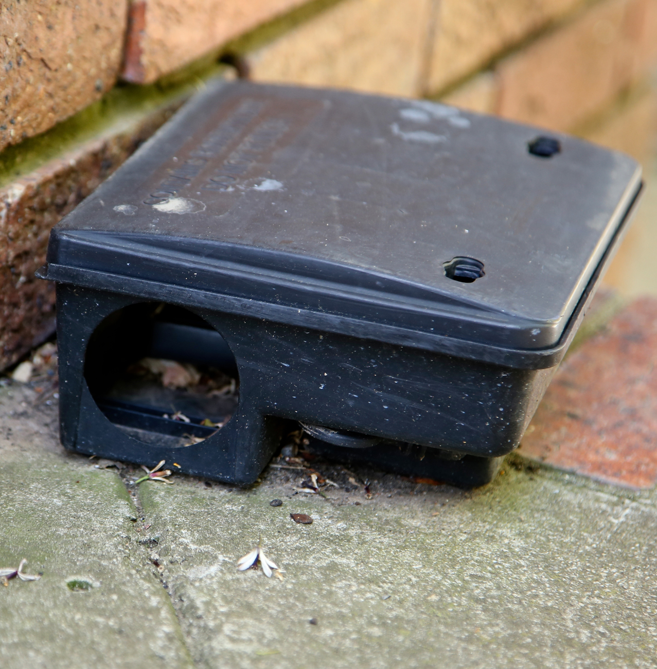 Pest Control - Spider removal & control services
