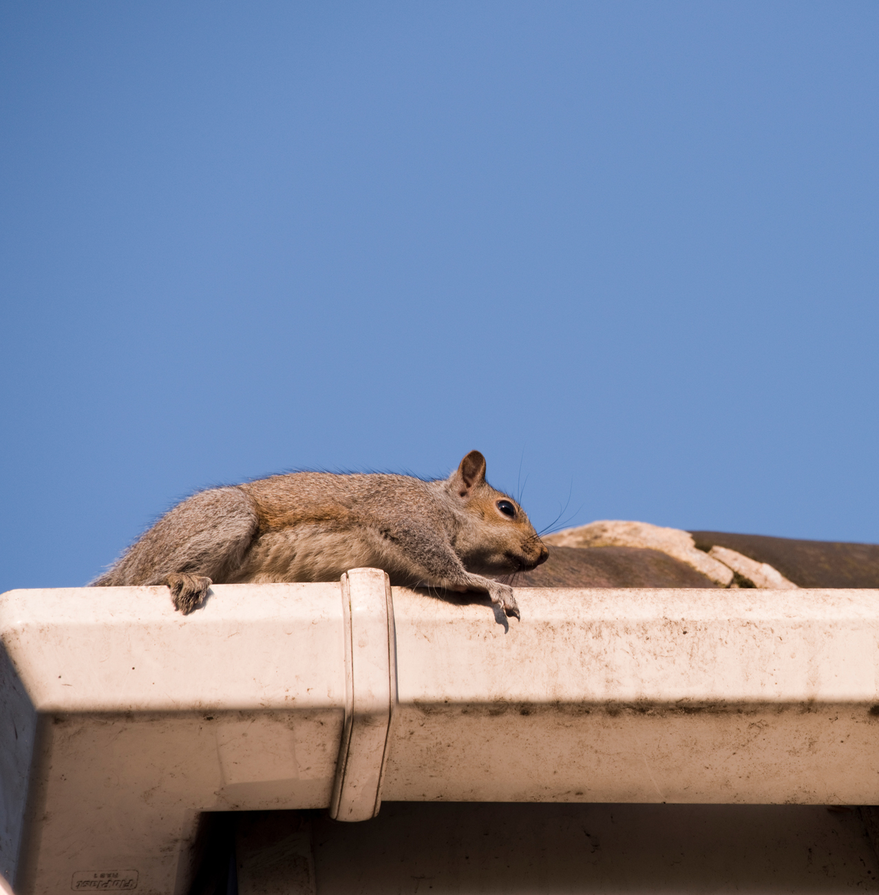 Pest Control - Squirrels removal & control services