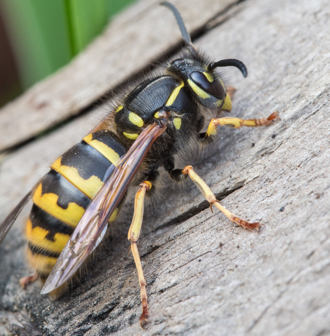 Pest Control - Wasps removal & control services
