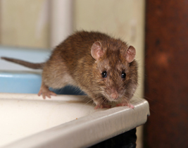 Pest Control - Rat Extermination