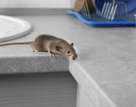 Pest Control - Rat Removal