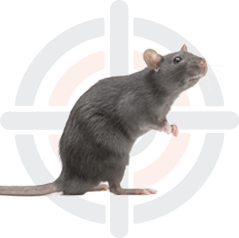 Pestokil - Pest Control