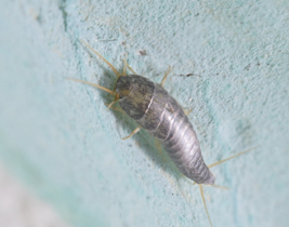 Pest Control - Silverfish extermination