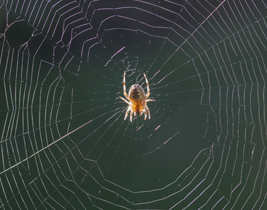 Pest Control - Spider Extermination