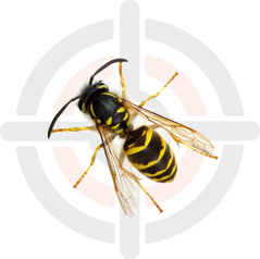 Pestokil - Pest Control